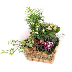 Florist Choice Planter