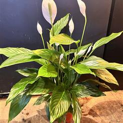 Peace lily