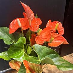Anthurium Plant 