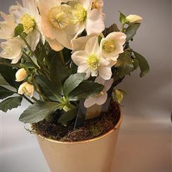 Christmas Rose