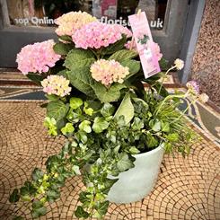 Hydrangea Planter 