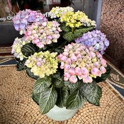 Outdoor Hydrangea Planter 